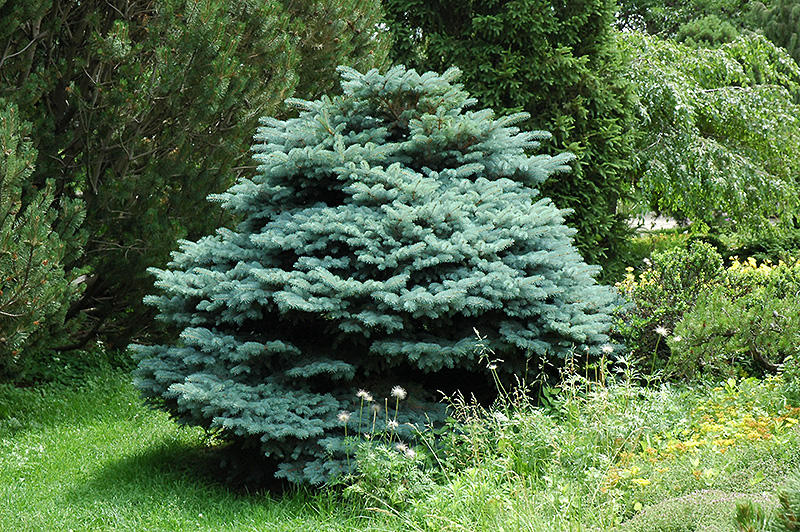 Globe Blue Spruce (Picea pungens 'Globosa') at Arbor Farms Nursery