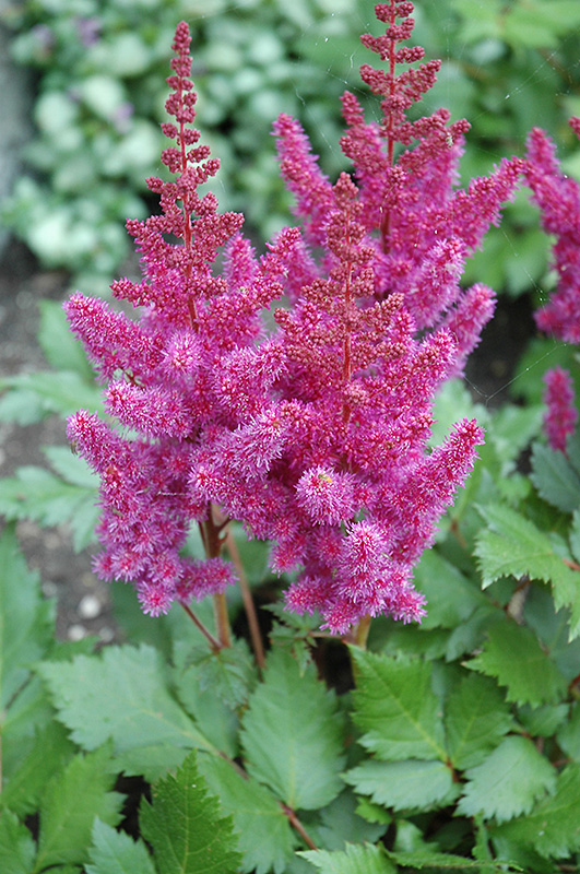Visions Astilbe (Astilbe chinensis 'Visions') at Arbor Farms Nursery