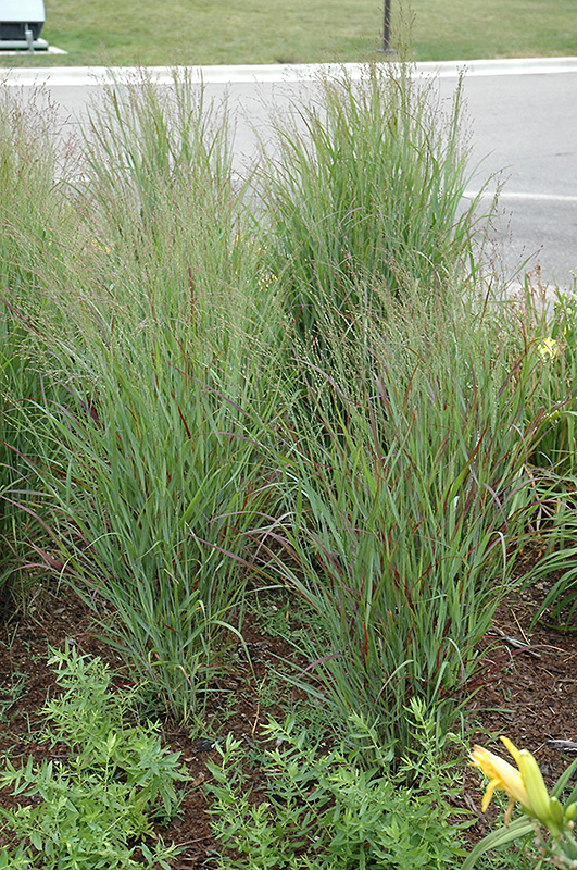 Shenandoah Reed Switch Grass (Panicum virgatum 'Shenandoah') at Arbor Farms Nursery