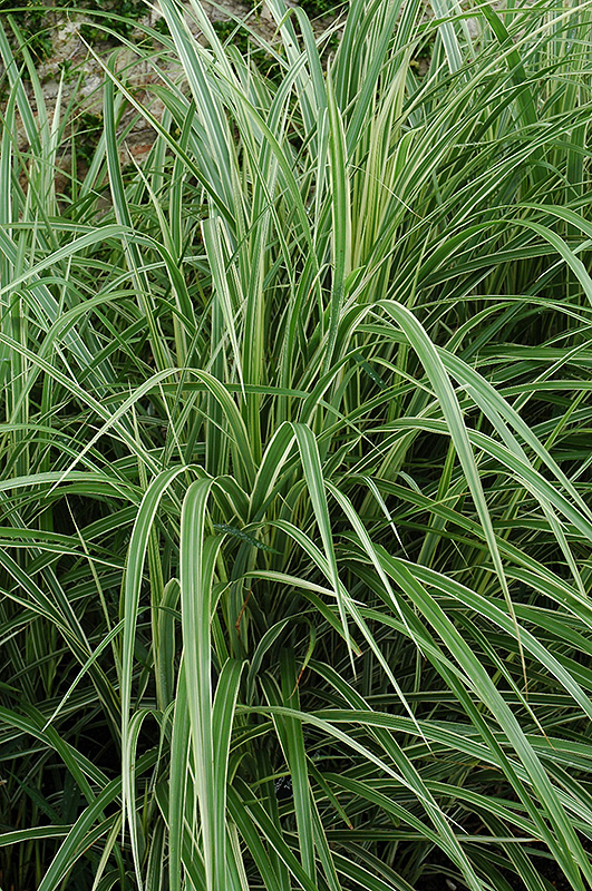 Variegated Silver Grass (Miscanthus sinensis 'Variegatus') at Arbor Farms Nursery