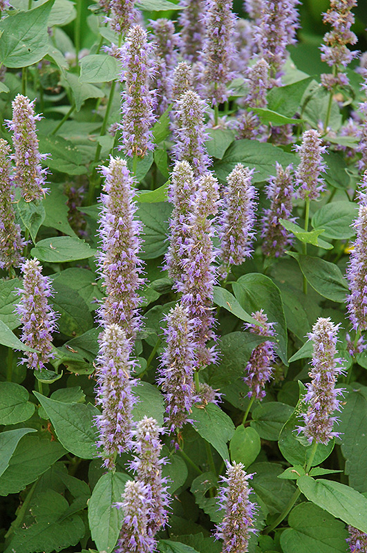 Blue Fortune Anise Hyssop (Agastache 'Blue Fortune') at Arbor Farms Nursery