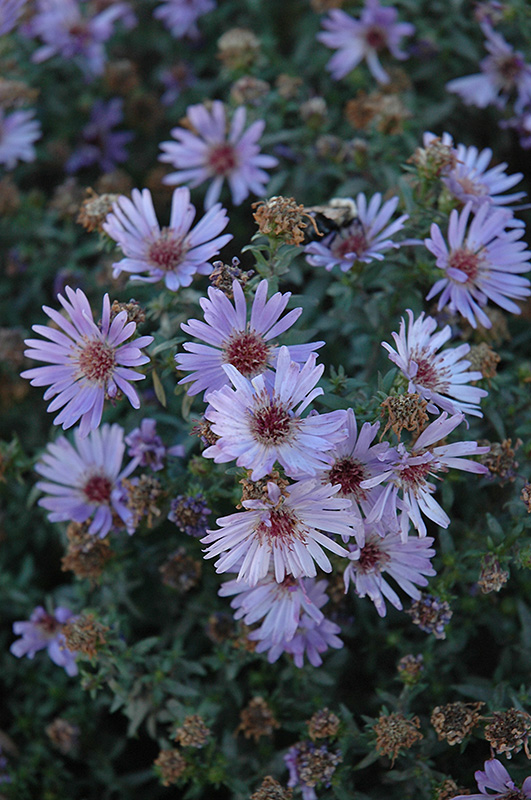 Woods Blue Aster (Aster 'Woods Blue') at Arbor Farms Nursery