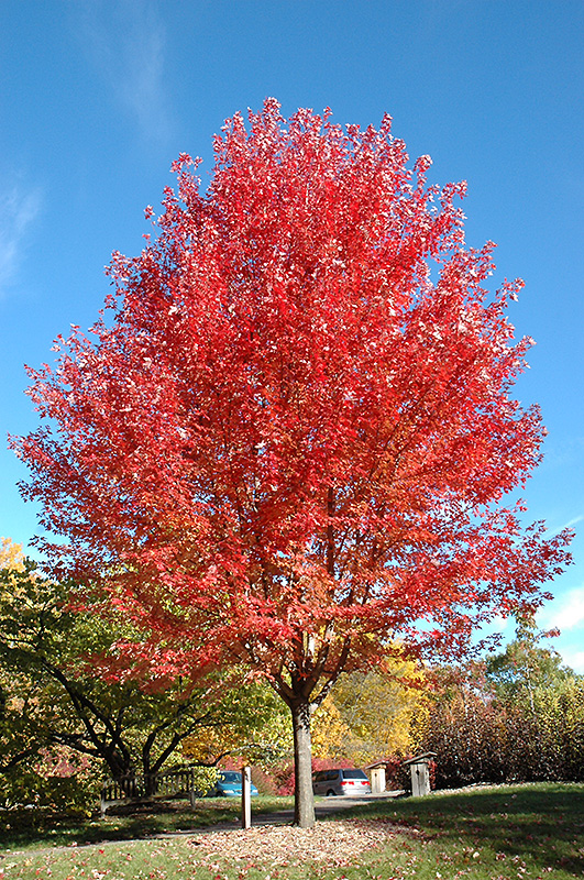 Autumn Blaze Maple (Acer x freemanii 'Jeffersred') at Arbor Farms Nursery