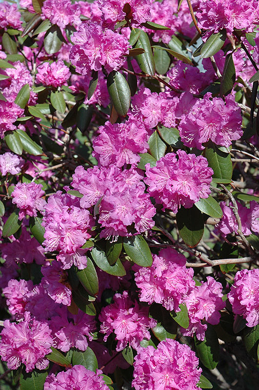 P.J.M. Rhododendron (Rhododendron 'P.J.M.') at Arbor Farms Nursery