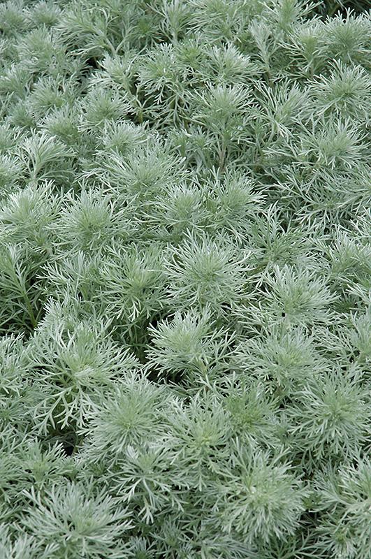 Silver Mound Artemesia (Artemisia schmidtiana 'Silver Mound') at Arbor Farms Nursery