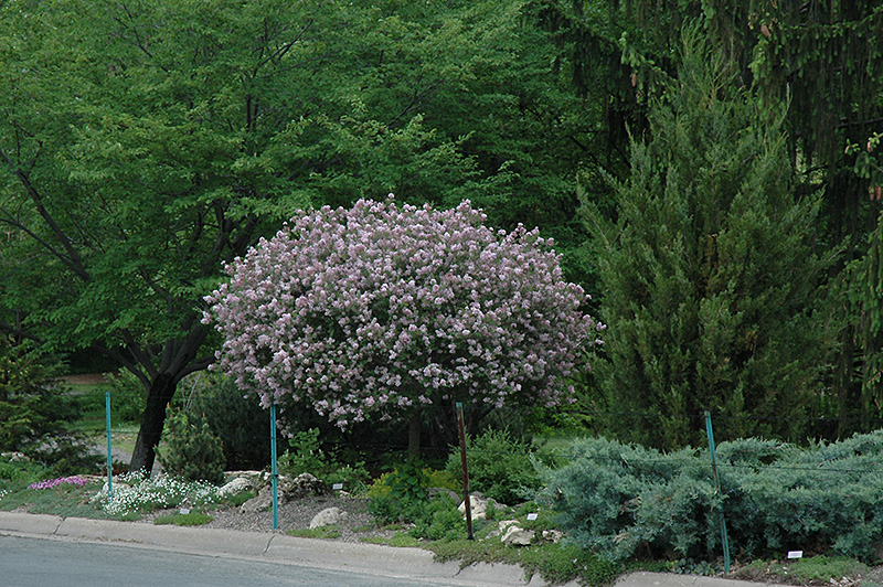 Dwarf Korean Lilac (tree form) (Syringa meyeri 'Palibin (tree form)') at Arbor Farms Nursery