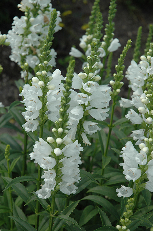 Miss Manners Obedient Plant (Physostegia virginiana 'Miss Manners') at Arbor Farms Nursery