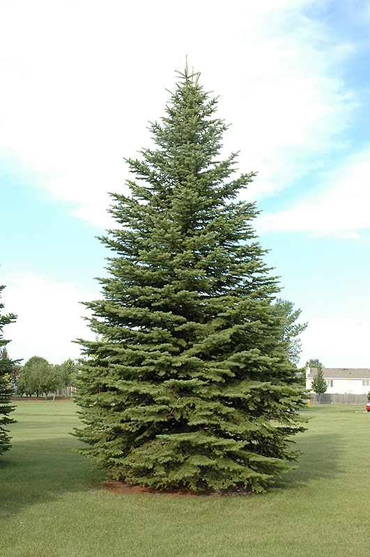 Colorado Spruce (Picea pungens) at Arbor Farms Nursery