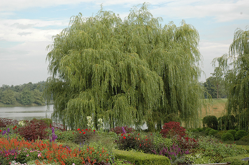 Golden Weeping Willow (Salix alba 'Tristis') at Arbor Farms Nursery