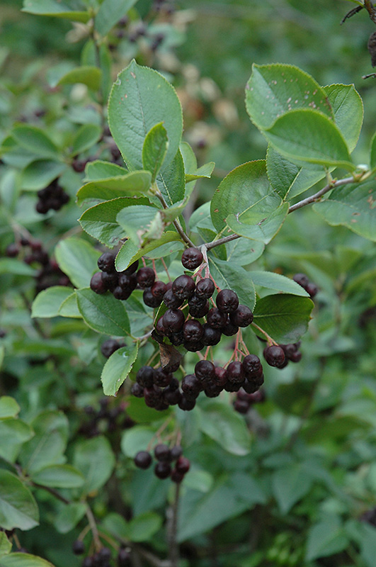 Black Chokeberry (Aronia melanocarpa var. elata) at Arbor Farms Nursery