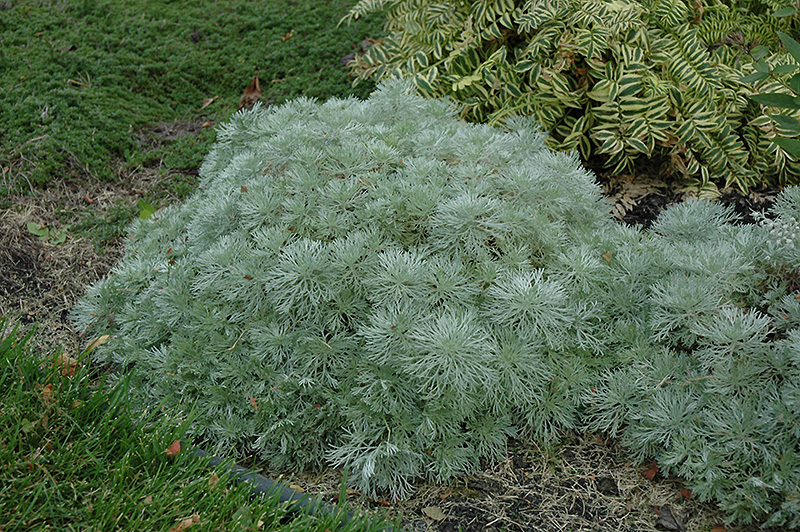 Silver Mound Artemesia (Artemisia schmidtiana 'Silver Mound') at Arbor Farms Nursery