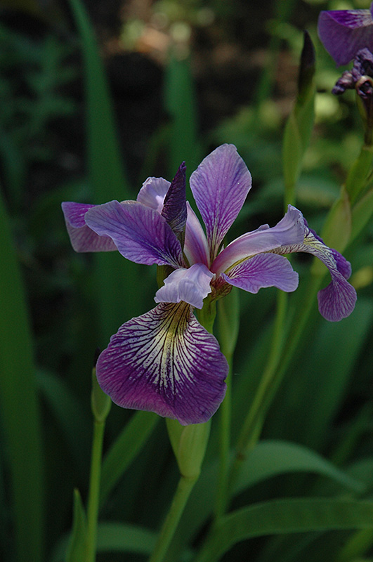 Blue Flag Iris (Iris versicolor) at Arbor Farms Nursery