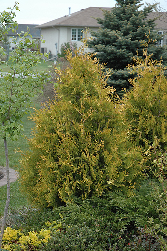 Yellow Ribbon Arborvitae (Thuja occidentalis 'Yellow Ribbon') at Arbor Farms Nursery