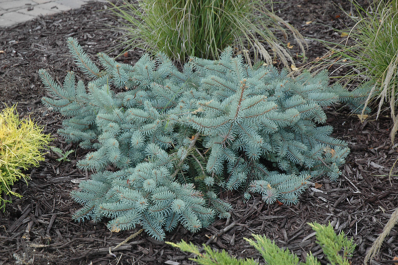 Procumbens Spruce (Picea pungens 'Procumbens') at Arbor Farms Nursery