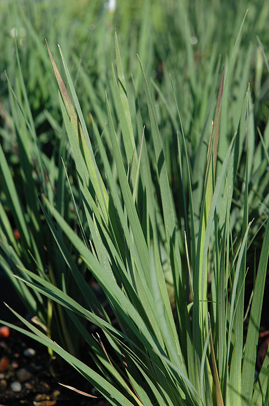 Lucerne Blue-Eyed Grass (Sisyrinchium angustifolium 'Lucerne') at Arbor Farms Nursery