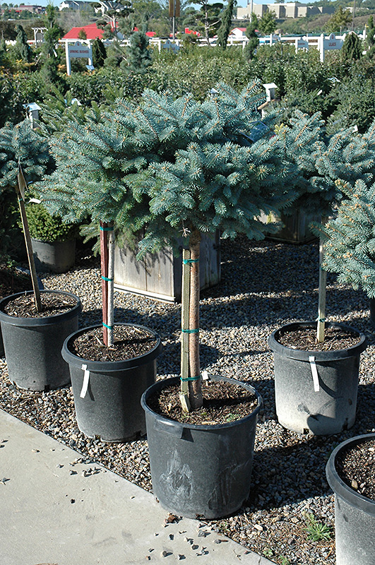 Globe Blue Spruce (tree form) (Picea pungens 'Globosa (tree form)') at Arbor Farms Nursery