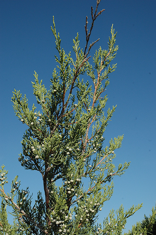 Hetz Columnar Juniper (Juniperus chinensis 'Hetz Columnar') at Arbor Farms Nursery