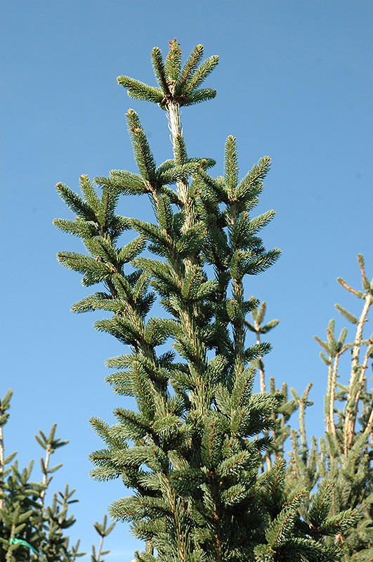 Columnar Norway Spruce (Picea abies 'Cupressina') at Arbor Farms Nursery
