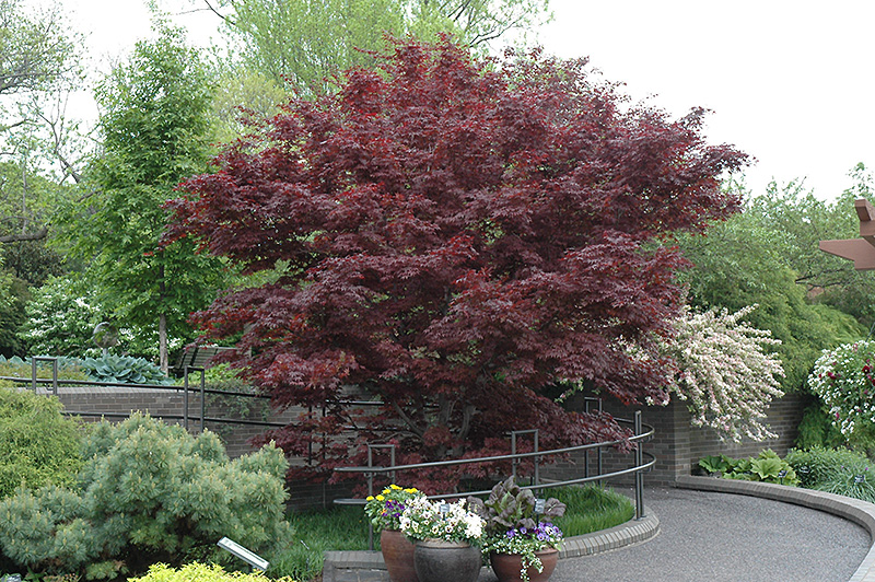 Bloodgood Japanese Maple (Acer palmatum 'Bloodgood') at Arbor Farms Nursery