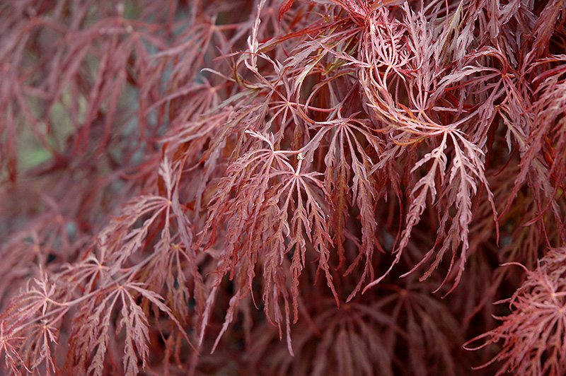 Crimson Queen Japanese Maple (Acer palmatum 'Crimson Queen') at Arbor Farms Nursery