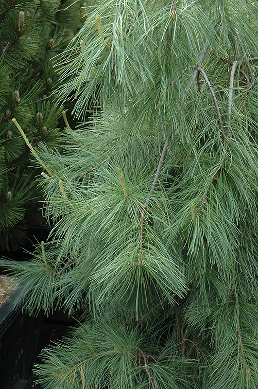Weeping White Pine (Pinus strobus 'Pendula') at Arbor Farms Nursery