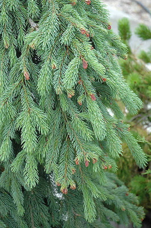Weeping White Spruce (Picea glauca 'Pendula') at Arbor Farms Nursery