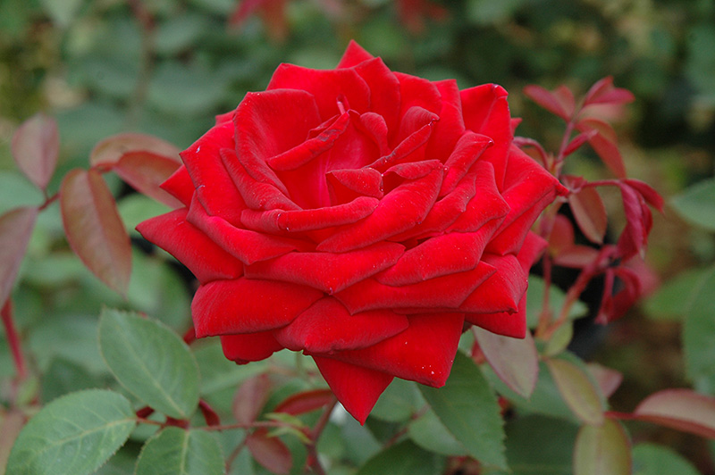 Kashmir Rose (Rosa 'Kashmir') at Arbor Farms Nursery