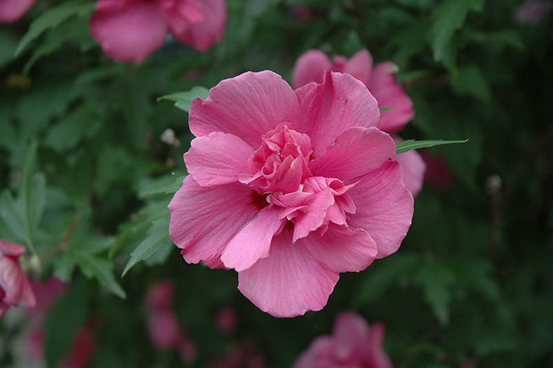 Lucy Rose Of Sharon (Hibiscus syriacus 'Lucy') at Arbor Farms Nursery