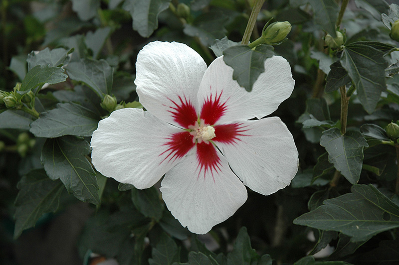 Lil' Kim Rose of Sharon (Hibiscus syriacus 'Antong Two') at Arbor Farms Nursery