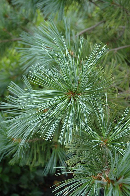 Vanderwolf's Pyramid Pine (Pinus flexilis 'Vanderwolf's Pyramid') at Arbor Farms Nursery