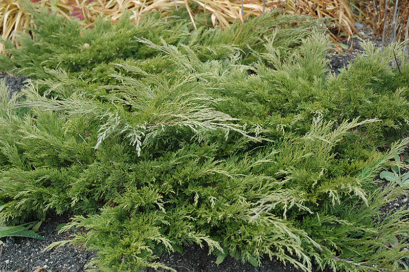 Calgary Carpet Juniper (Juniperus sabina 'Calgary Carpet') at Arbor Farms Nursery