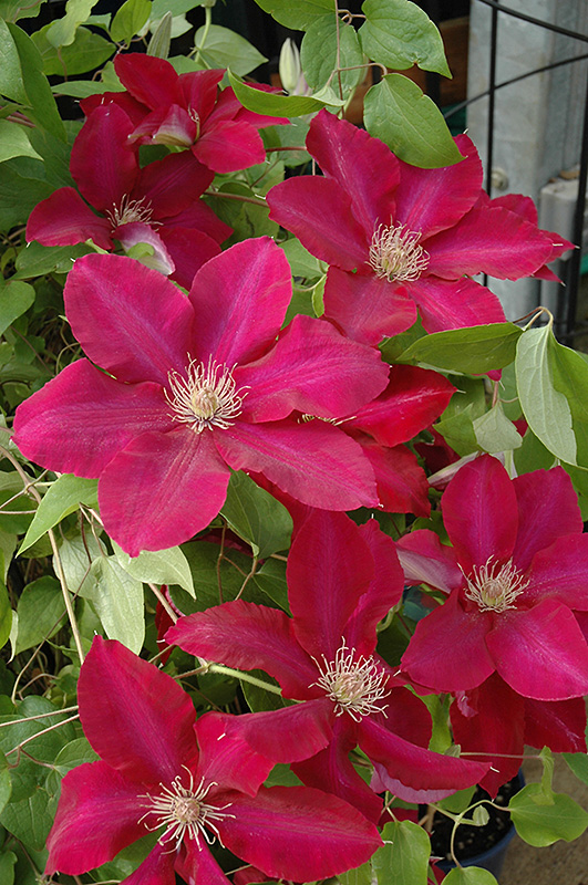 Rebecca Clematis (Clematis 'Rebecca') at Arbor Farms Nursery