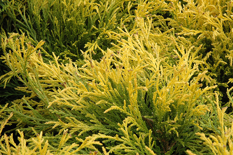 Golden Mop Falsecypress (Chamaecyparis pisifera 'Golden Mop') at Arbor Farms Nursery