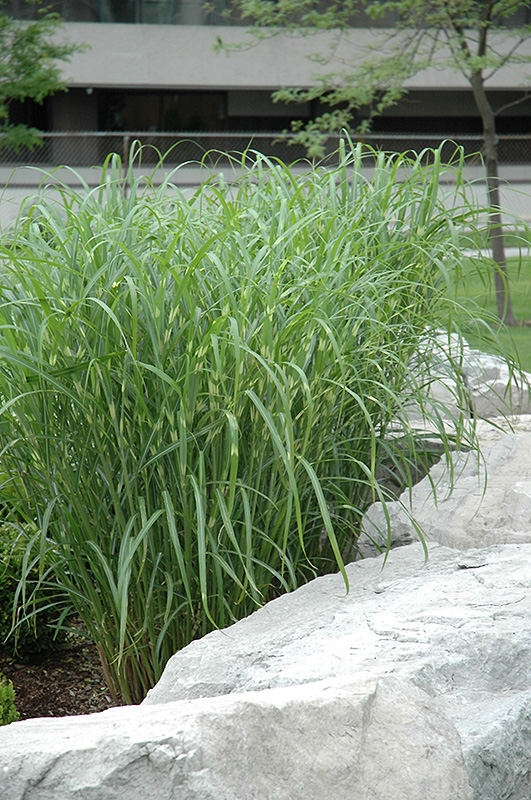 Zebra Grass (Miscanthus sinensis 'Zebrinus') at Arbor Farms Nursery