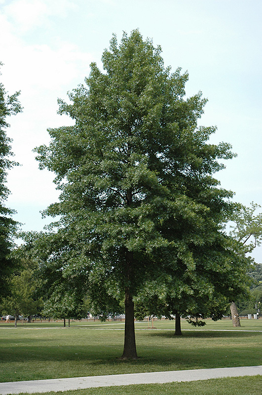 Pin Oak (Quercus palustris) at Arbor Farms Nursery