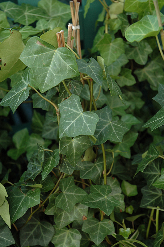 Thorndale Ivy (Hedera helix 'Thorndale') at Arbor Farms Nursery