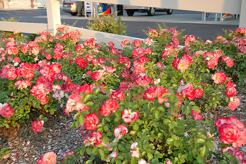 Flower Carpet Coral Rose (Rosa 'Flower Carpet Coral') in Fort Wayne What Planting Zone Is Fort Wayne Indiana
