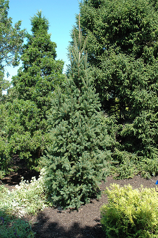 Columnar Norway Spruce (Picea abies 'Cupressina') at Arbor Farms Nursery