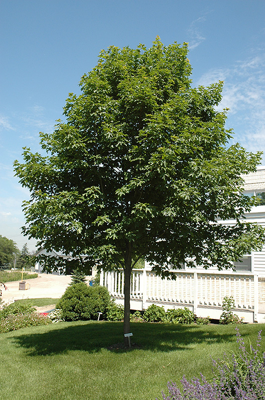 Fall Fiesta Sugar Maple (Acer saccharum 'Bailsta') at Arbor Farms Nursery