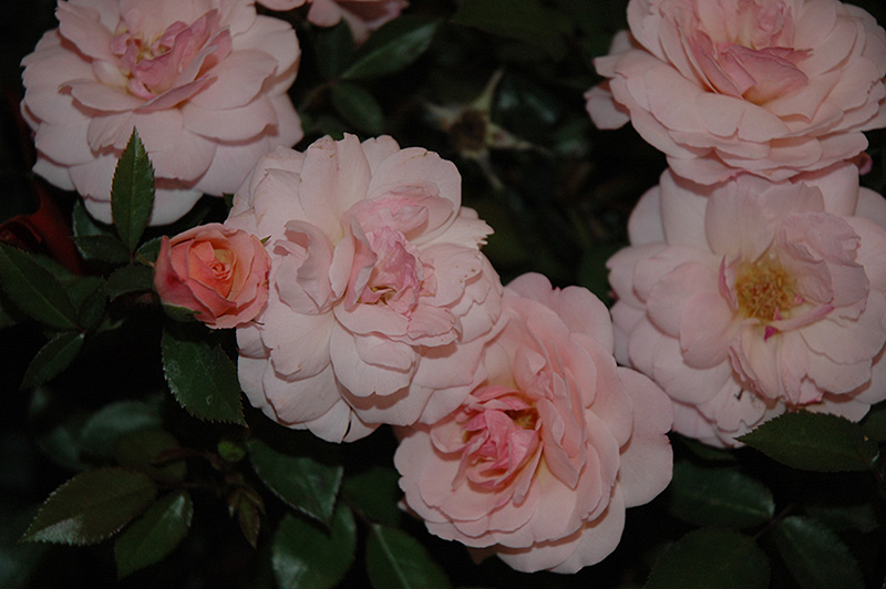 Calypso Rose (Rosa 'BAIypso') at Arbor Farms Nursery