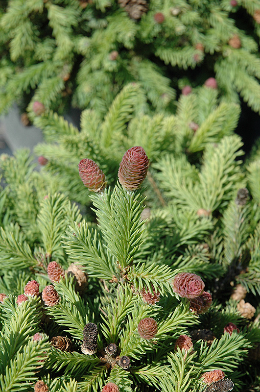 Pusch Spruce (Picea abies 'Pusch') at Arbor Farms Nursery