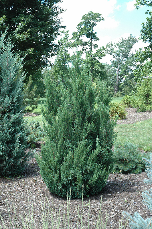 Blue Point Juniper (Juniperus chinensis 'Blue Point') at Arbor Farms Nursery