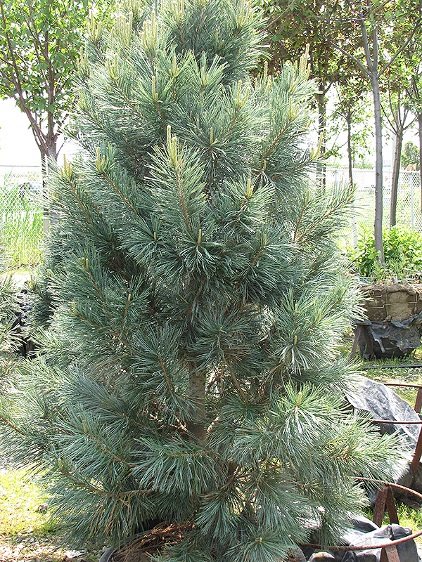 Vanderwolf's Pyramid Pine (Pinus flexilis 'Vanderwolf's Pyramid') at Arbor Farms Nursery
