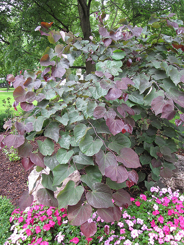 Forest Pansy Redbud (Cercis canadensis 'Forest Pansy') at Arbor Farms Nursery