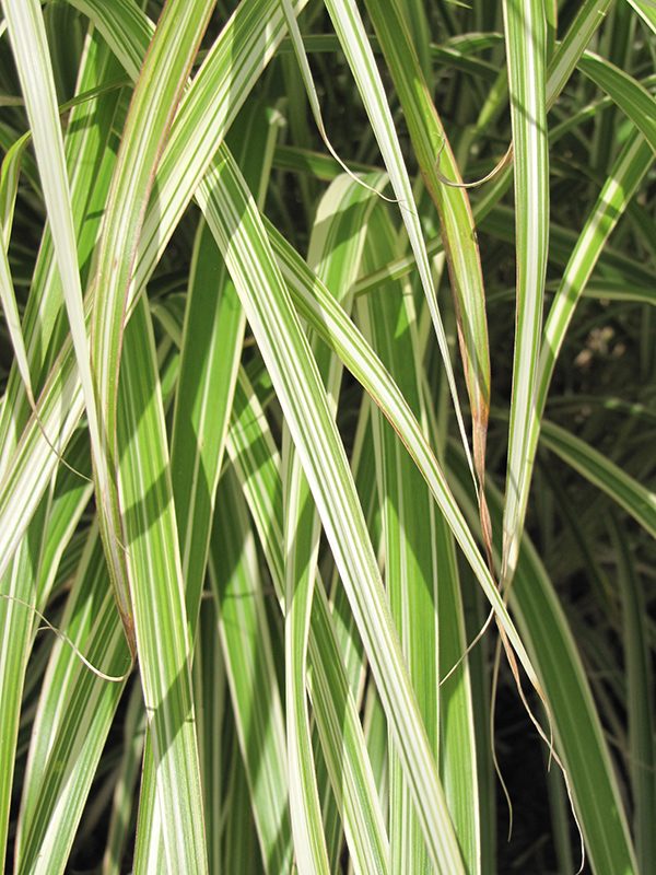 Morning Light Maiden Grass (Miscanthus sinensis 'Morning Light') at Arbor Farms Nursery