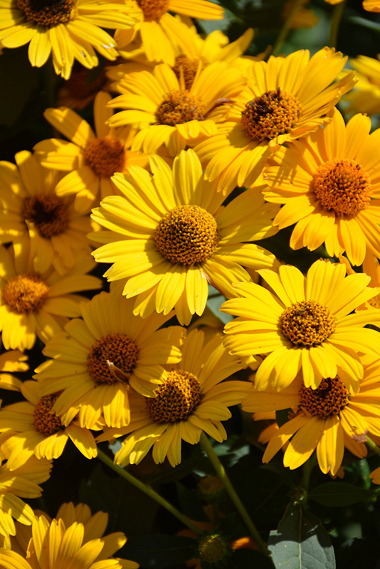 Tuscan Sun False Sunflower (Heliopsis helianthoides 'Tuscan Sun') at Arbor Farms Nursery