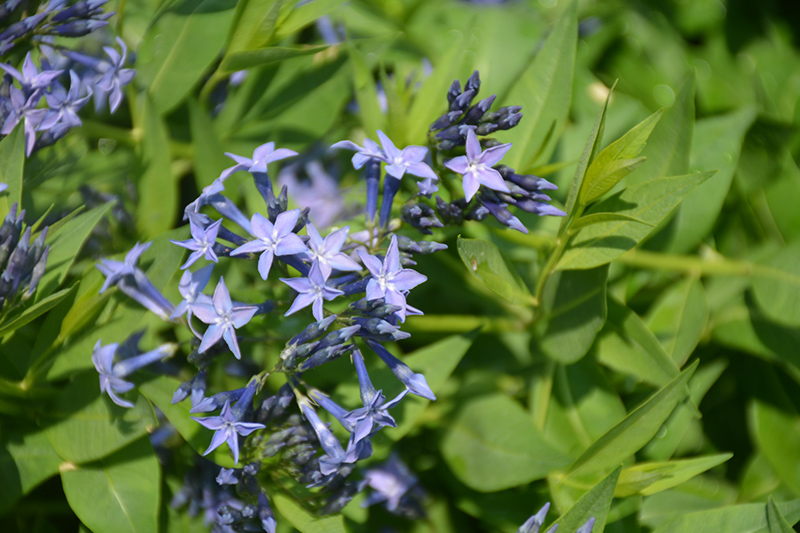 Blue Ice Star Flower (Amsonia tabernaemontana 'Blue Ice') at Arbor Farms Nursery