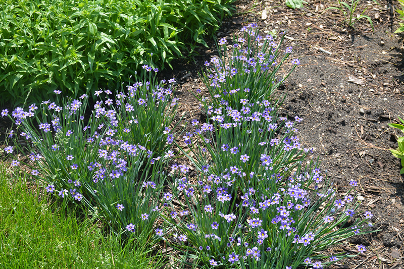 Lucerne Blue-Eyed Grass (Sisyrinchium angustifolium 'Lucerne') at Arbor Farms Nursery