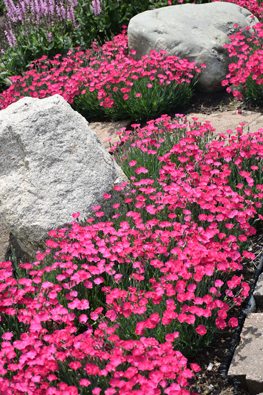 Paint The Town Magenta Pinks (Dianthus 'Paint The Town Magenta') at Arbor Farms Nursery