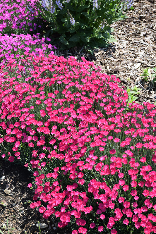 Paint The Town Magenta Pinks (Dianthus 'Paint The Town Magenta') at Arbor Farms Nursery